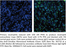 Anti-Citrulline Monoclonal Antibody (Clone 1D9)