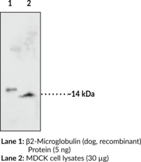 β2-Microglobulin (dog) Monoclonal Antibody (Clone 5B10) (B2M, IMD43, β2-Microglycoprotein)