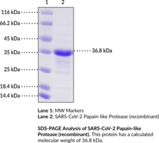 SARS-CoV-2 Papain-like Protease (recombinant) (2019-nCoV PLpro, COVID-19-PLpro, SARS-CoV-2 PLpro, Severe Acute Respiratory Syndrome Coronavirus 2 Papain-like Protease)