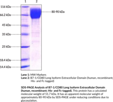 B7-1/CD80 Long Isoform Extracellular Domain (human, recombinant; His- and Fc-tagged) (B7.1, BB1, CD28LG, CD28LG1, LAB7, T-lymphocyte Activation Antigen CD80)