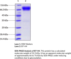 B7-H4 (human, recombinant) (B7 Homolog 4, B7h.5, B7S1, B7x, Immune Costimulatory Protein B7-H4, PRO1291, V-set Domain-containing T cell Activation Inhibitor 1, VCTN1)