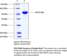 Soluble BLyS/BAFF (human, recombinant) (B Cell-activating Factor, B Lymphocyte Stimulator, BAFF, CD257, Dendritic Cell-derived TNF-like Molecule, DTL, TALL-1, THANK, TNF Ligand Superfamily Member 13B, TNF- and APOL-related Leukocyte Expressed Ligand 1, TNFSF13B, TNFSF20, ZTNF4)