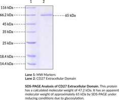 TNFRSF7/CD27 Extracellular Domain (human, recombinant) (TNFRSF7, Tp55, Tumor Necrosis Factor Receptor Superfamily Receptor 7)