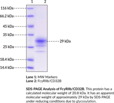 FcγRIIb/CD32B (human, recombinant) (CDw32, Fc-γ RII-b, FcγRIIB, FcRII-b, IgG Fc Receptor II-b, Low Affinity Immunoglobulin Gamma Fc Region Receptor II-b)