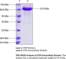 CD4 Extracellular Domain (human, recombinant) (Cluster of Differentiation 4, T Cell Surface Antigen T4, T Cell Surface Glycoprotein CD4)