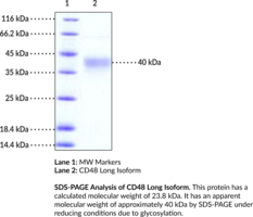 CD48 Long Isoform (human, recombinant) (BCM1, BLAST, Blast-1, MEM-102, SLAMF2)