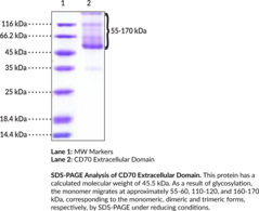 CD27L/CD70 Extracellular Domain (human, recombinant) (CD27L, TNFSF7, TNF Superfamily Member 7)