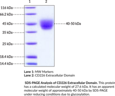 CD226 Extracellular Domain (human, recombinant) (Cluster of Differentiation 226, DNAX Accessory Molecule-1, DNAM-1, PTA1, TLISA1)