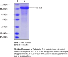 Follistatin (human, recombinant) (Activin-binding Protein, FS, FSH-suppressing Protein, FST)