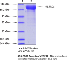 VEGFR2 Extracellular Domain (human, recombinant; aa 20-327) (CD309, Fetal Liver Kinase 1, FLK1, FLK-1, KDR, Kinase Insert Domain Receptor, Vascular Endothelial Growth Factor Receptor 2)