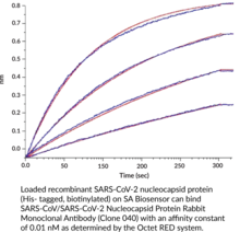 SARS-CoV/SARS-CoV-2 Nucleocapsid Protein Rabbit Monoclonal Antibody (Clone 040)
