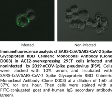 SARS-CoV/SARS-CoV-2 Spike Glycoprotein RBD Chimeric Monoclonal Antibody (Clone D003) (SARS-CoV/SARS-CoV-2 Spike RBD, SARS-CoV/SARS-CoV-2 Spike Receptor Binding Domain, SARS-CoV/SARS-CoV-2 Surface Glycoprotein RBD, SARS-CoV/SARS-CoV-2 Surface Glycoprotein Receptor Binding Domain, Severe Acute Respiratory Syndrome Coronavirus/Severe Acute Respiratory Syndrome Coronavirus 2 Spike Glycoprotein Receptor Binding Domain)