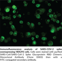 SARS-CoV/SARS-CoV-2 Spike Glycoprotein RBD Chimeric Monoclonal Antibody ...