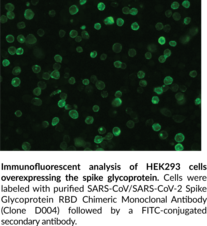 SARS-CoV/SARS-CoV-2 Spike Glycoprotein RBD Chimeric Monoclonal Antibody (Clone D004)