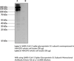 SARS-CoV-2 Spike Glycoprotein S1 Subunit Monoclonal Antibody (Clone 42) (2019-nCoV Surface Glycoprotein S1 Subunit, COVID-19 Surface Glycoprotein S1 Subunit, SARS-CoV-2 Surface Glycoprotein S1 Subunit, Severe Acute Respiratory Syndrome Coronavirus 2 Spike Glycoprotein S1 Subunit)