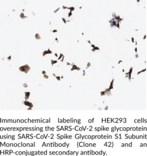 SARS-CoV-2 Spike Glycoprotein S1 Subunit Monoclonal Antibody (Clone 42)