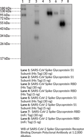 SARS-CoV-2 Spike Glycoprotein Receptor Binding Domain Polyclonal Antibody (SARS-CoV-2 Spike RBD, SARS-CoV-2 Spike Receptor Binding Domain, Severe Acute Respiratory Syndrome Coronavirus 2 Spike Glycoprotein Receptor Binding Domain, Spike S1 RBD)
