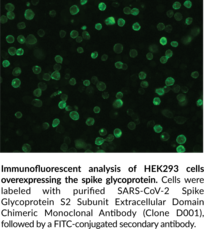 SARS-CoV-2 Spike Glycoprotein S2 Subunit Extracellular Domain Chimeric Monoclonal Antibody (Clone D001) (2019-nCoV Surface Glycoprotein S2 Subunit, COVID-19 Spike Glycoprotein S2 Subunit, SARS-CoV-2 Spike Glycoprotein S2 Subunit, Severe Acute Respiratory Syndrome Coronavirus 2 Spike Glycoprotein S2 Subunit)