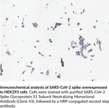 SARS-CoV-2 Spike Glycoprotein S1 Subunit Neutralizing Monoclonal Antibody (Clone 43)