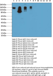 IgG (mouse) Rabbit Monoclonal Antibody (Clone RM104) (Immunoglobulin G)