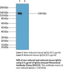 IgG2a (mouse) Monoclonal Antibody (Clone RM219) (Immunoglobulin G2a)