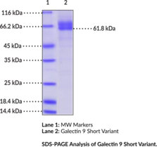 Galectin 9 Short Variant (human, recombinant) (Gal-9S, HUAT, Human Urate Transporter, Lectin Galactoside-binding Soluble 9, LGALS9A)