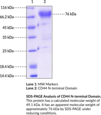CD44 Extracellular Domain (human, recombinant) (CDw44, Extracellular Matrix Receptor III, Heparin Sulfate Proteoglycan, HUTCH-I, Hyaluronate Receptor, PGP-1)