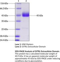 GITRL Extracellular Domain (human, recombinant) (AITRL, Glucocorticoid-induced TNF-Related Ligand, TNFSF18, Tumor Necrosis Factor Ligand Superfamily Member 18)