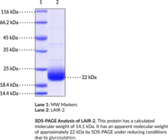 LAIR-2 (human, recombinant) (CD306, Leukocyte-associated Immunoglobulin-like Receptor 2)