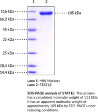 STAT1β (human, recombinant) (Signal Transducer and Activator of Transcription-1β, STAT84, Transcription Factor ISGF-3 Component p84)