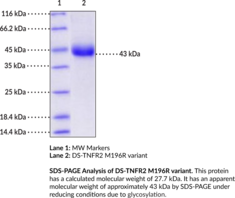 DS-TNFR2 M196R variant (human, recombinant) (CD120b, TNFR2, DS-TNFR2(Δ7,8), TNFRSF1B, Tumor Necrosis Factor Receptor 2, Tumor Necrosis Factor Receptor Superfamily Member 1B)