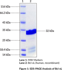 Bcl-xL (human, recombinant) (Bcl-2 Protein 1)