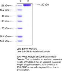 EGFR Extracellular Domain (human, recombinant) (Epidermal Growth Factor Receptor, ErbB-1, HER1)