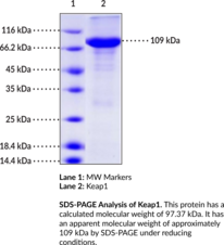Keap1 (human, recombinant) (Cytosolic Inhibitor of Nrf2, INRF2, Kelch-Like ECH-Associated Protein 1, KLHL19)