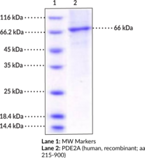 PDE2A (human, recombinant; aa 215-900) (CGS-PDE, CGMP-Dependent 3',5'-Cyclic Phosphodiesterase, Cyclic GMP-Stimulated Phosphodiesterase, Phosphodiesterase 2A, CGMP-Stimulated)