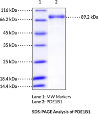 PDE1B1 (human, recombinant) (Calcium/Calmodulin-dependent 3',5'-Cyclic Nucleotide Phosphodiesterase 1B, Cam-PDE 1B, Phosphodiesterase 1B1)