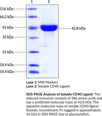 Soluble CD40 Ligand (human, recombinant; Fc-tagged) (CD40L, CD154, T-B Cell-activating Molecule, T Cell Antigen Gp39, TNF-related Activation Protein, TNF Superfamily Member 5)