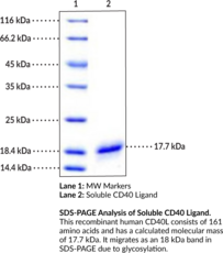 Soluble CD40 Ligand (human, recombinant; His-tagged) (CD40L, CD154, T-B Cell-activating Molecule, T Cell Antigen Gp39, TNF-related Activation Protein, TNF Superfamily Member 5)
