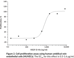 VEGF-D (human, recombinant)