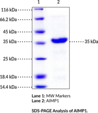 AIMP1 (human, recombinant) (Aminoacyl tRNA Synthase Complex-interacting Multifunctional Protein 1, EMAP-2, Endothelial Monocyte-activating Polypeptide 2, Multisynthase Complex Auxiliary Component p43, SCYE1, Small Inducible Cytokine Subfamily E Member 1)
