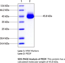 PEDF (human, recombinant) (Cell Proliferation-Inducing Gene 35 Protein, Early Population Doubling Level cDNA-1, EPC-1, Pigment Epithelium-Derived Factor, Serpin F1)