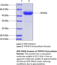 TNFSF4 Extracellular Domain (human, recombinant) (CD134L, CD252, Glycoprotein Gp34, OX40 Ligand, OX40L, TAX Transcriptionally Activated Glycoprotein 1, Tumor Necrosis Factor Ligand Superfamily Member 4, TXGP1)