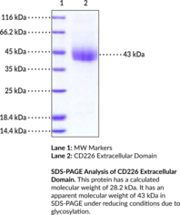CD226 Extracellular Domain (mouse, recombinant; His-tagged) (Cluster of Differentiation 226, DNAX Accessory Molecule-1, DNAM-1, PTA1, TLISA1)