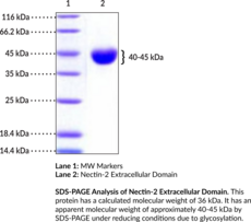 Nectin-2 Extracellular Domain (mouse, recombinant) (CD112, Herpesvirus Entry Mediator B, HveB, Nectin Cell Adhesion Molecule 2, Poliovirus Receptor-related Protein 2, PRR2)