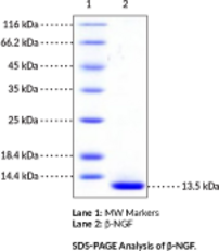 β-NGF (mouse, recombinant) (β-Nerve Growth Factor, NGFβ)