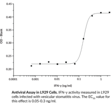 IFN-γ (mouse, recombinant)