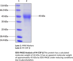 M-CSF-β (mouse, recombinant) (CSF-1)