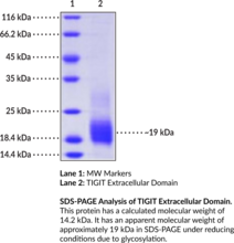 TIGIT Extracellular Domain (human, recombinant) (T Cell Immunoreceptor with Ig and ITIM Domains, V-set and Immunoglobulin Domain-Containing Protein 9, V-set and Transmembrane Domain-Containing Protein 3, VSig9, Vstm3, Washington University Cell Adhesion Molecule, WUCAM)