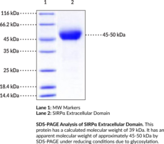 SIRPα Extracellular Domain (human, recombinant) (CD172A, CD172 Antigen-like Family Member A, MyD-1 Antigen, SHPS-1, SHP Substrate 1, Signal Regulatory Protein α)