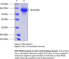 LAG-3 Extracellular Domain (human, recombinant) (CD223, Lymphocyte Activation Gene 3 Protein)